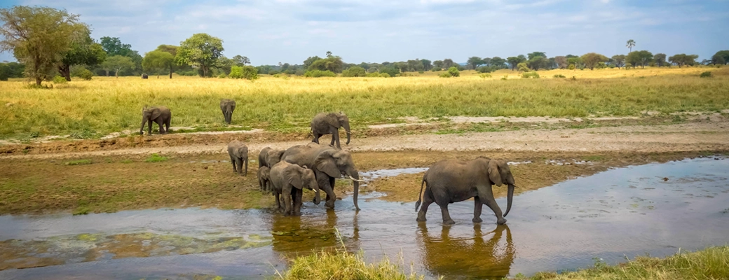 safari Tanzanie éléphant parc national de Tarangire