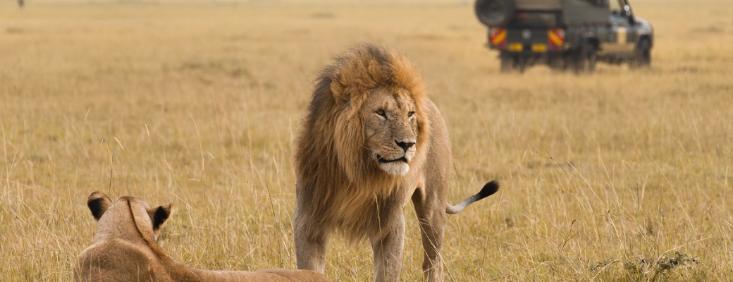 safari Kenya Masai mara lions