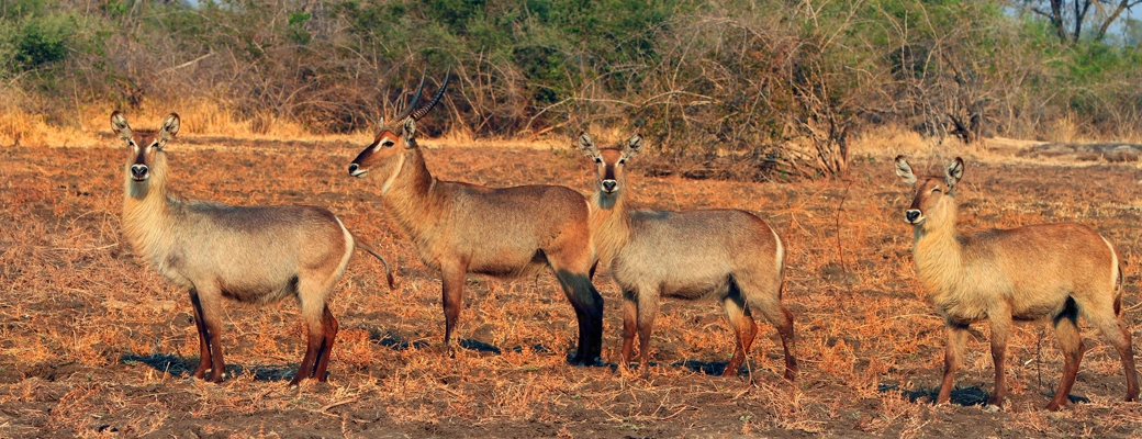 safari Zambie parc luangwa antilope