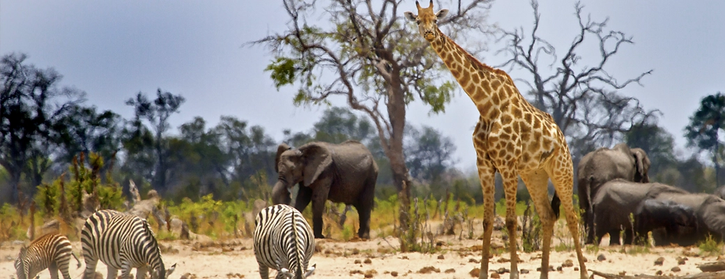 safari Zimbabwe hwange