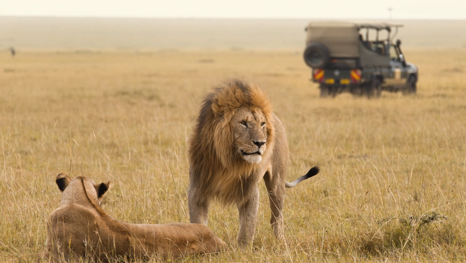 voyage en amoureux kenya masai mara lions