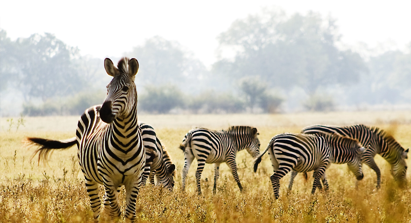 safari zambie