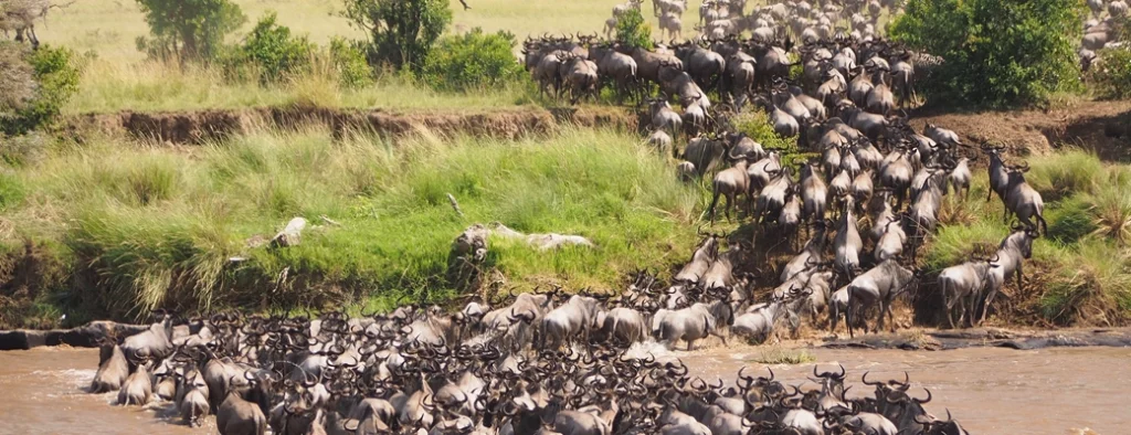 Masai mara kenya migration gnous