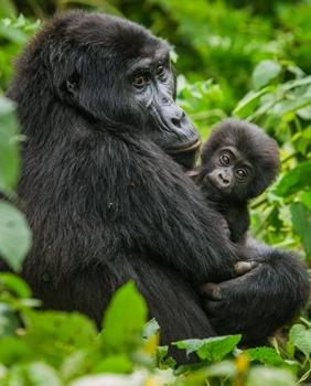 pourquoi partir Afrique Ouganda gorille
