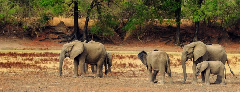 Zambie safaris parc luangwa