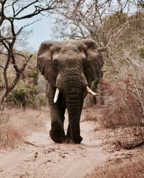 elephant afrique du sud