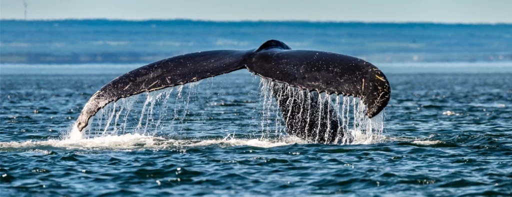 que faire à tadoussac baleine