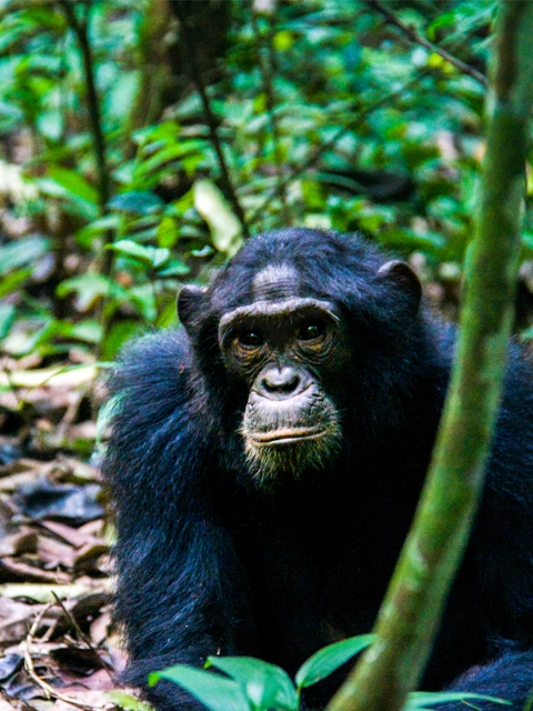 Ouganda parc kibale chimpanzé