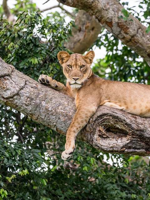 Ouganda parc queen elizabeth lions grimpeurs