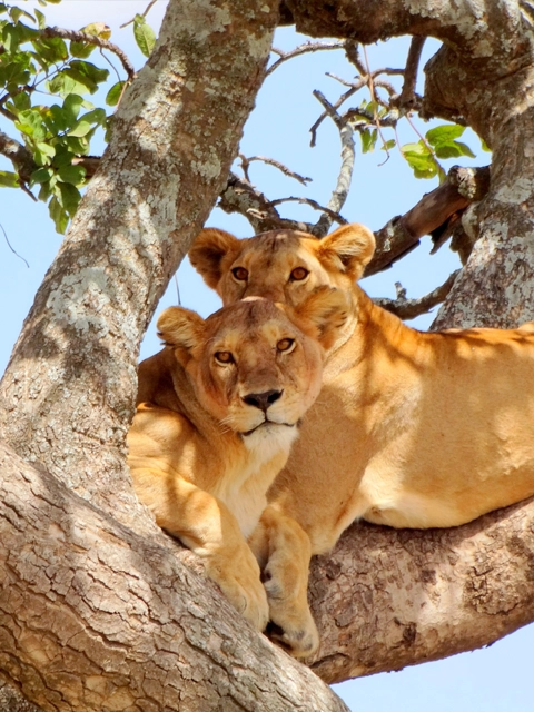 Tanzanie manyara lions