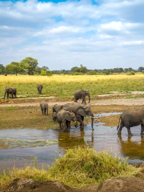 Tanzanie tarangire éléphants