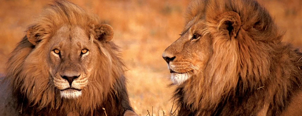 migration animaux afrique du sud lions