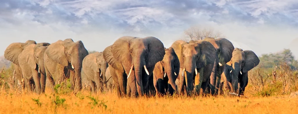 migration animaux botswana éléphants