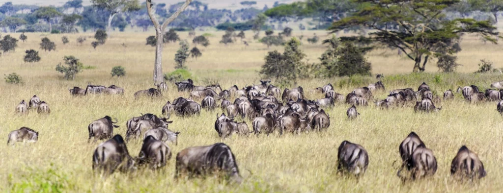 migration animaux tanzanie gnous