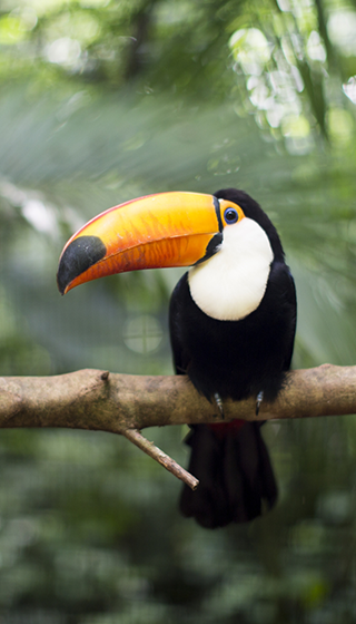 Costa Rica en famille toucan