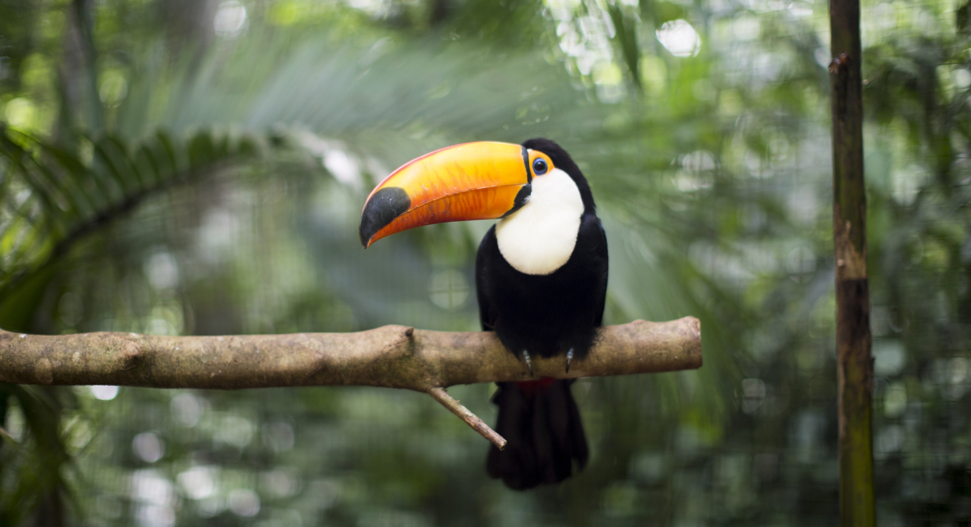 Le Costa Rica en famille toucan
