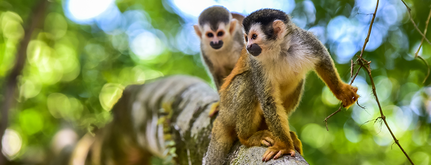 Costa Rica en famille petits singes
