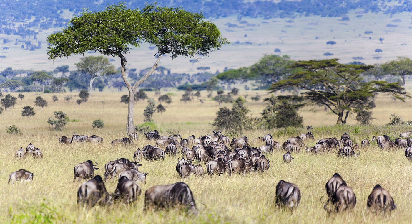 Safari Tanzanie Gnous en migration