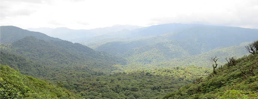 Parc National Manuel Antonio au Costa Rica jungle