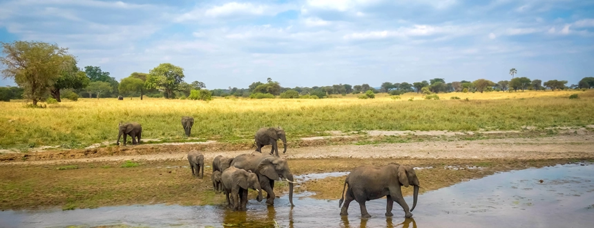 Safari en Tanzanie parc du Tarangire