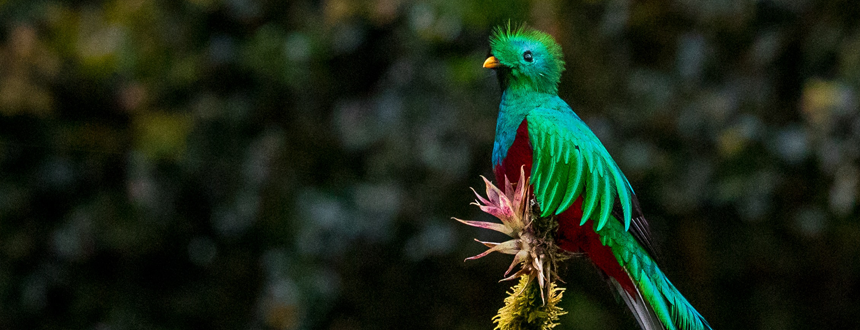 10 incontournables costa rica oiseau rare quetzal