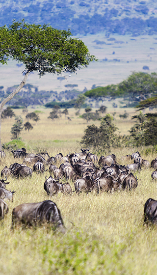 Safari Tanzanie Gnous à la migration