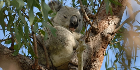 Cote Est Australie Magnetic Island koala