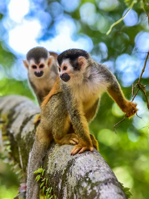 Immanquables Costa Rica petits singes péninsule de Nicoya