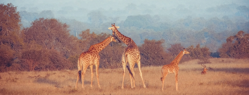 Où partir Afrique du Sud girafe