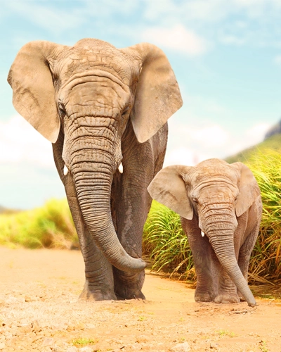 Plus belles réserves Afrique du Sud éléphants