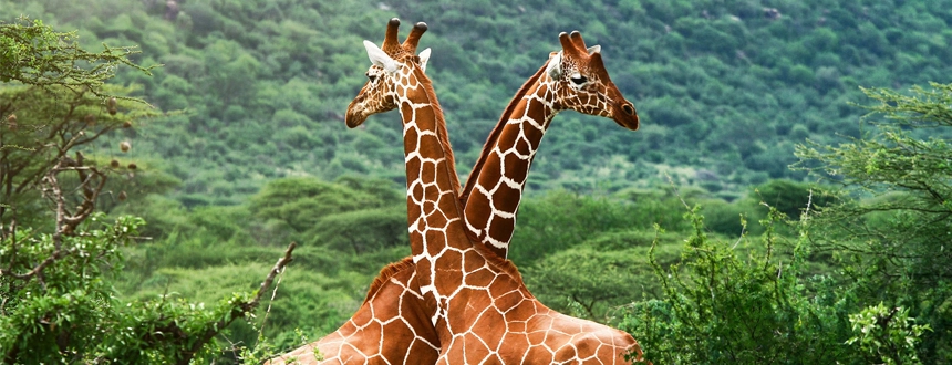 Plus belles réserves Afrique du Sud girafes kruger