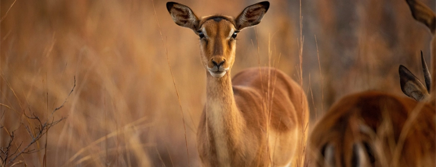 Plus belles réserves Afrique du Sud impala