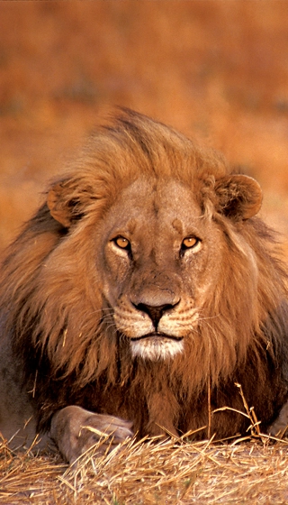 Plus belles réserves Afrique du Sud lion