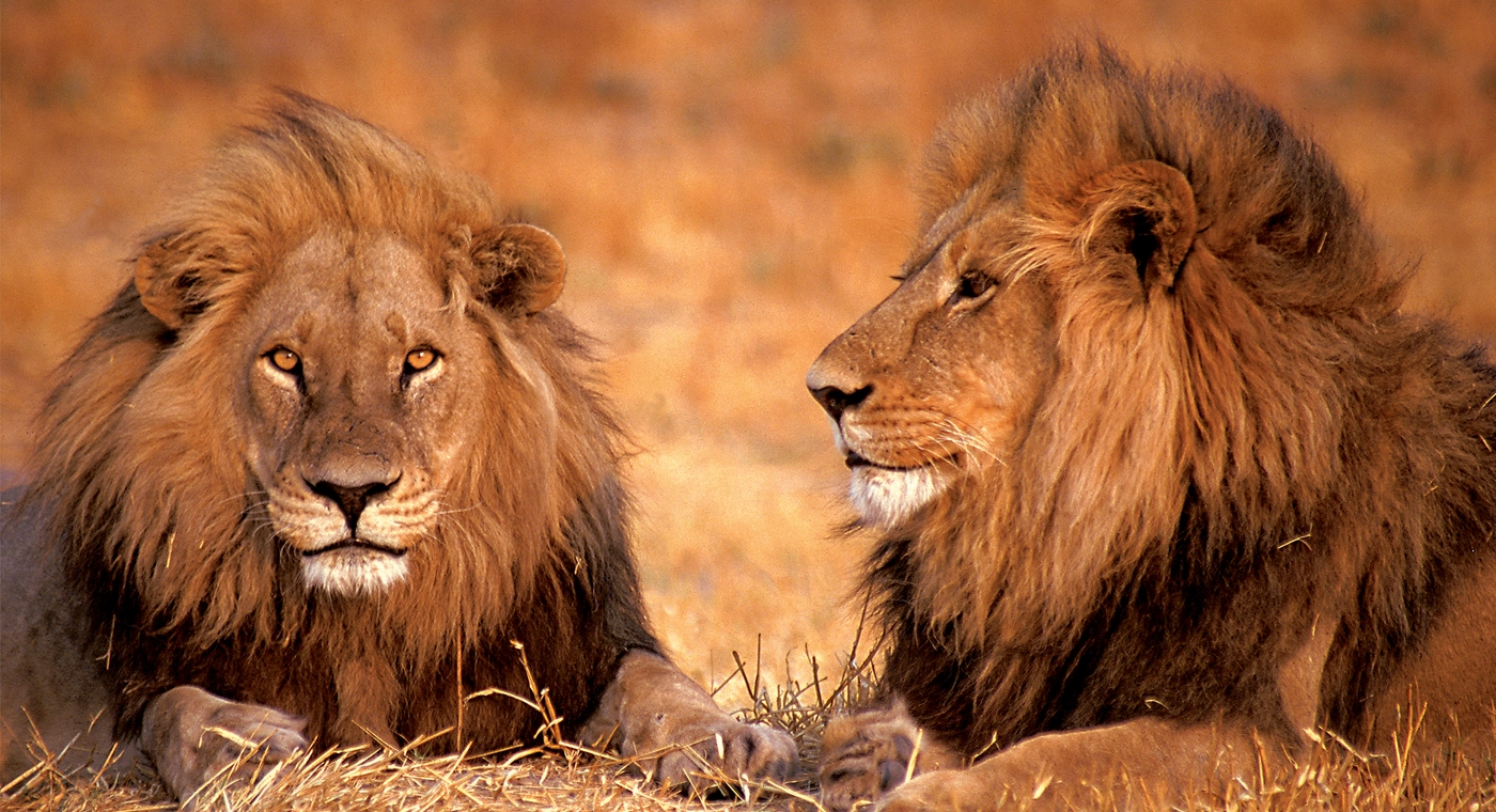 Plus belles réserves Afrique du Sud lions