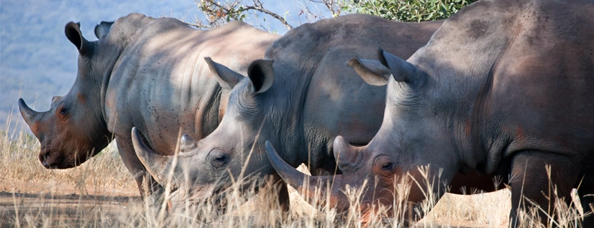 Plus belles réserves Afrique du Sud rhinocéros