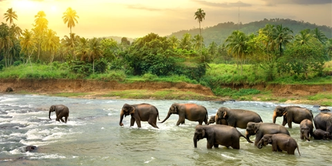 Sri Lanka en moto éléphants fleuve rivière