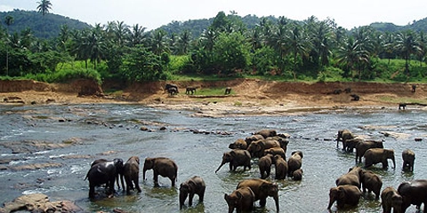 Sri Lanka en moto orphelinat éléphants