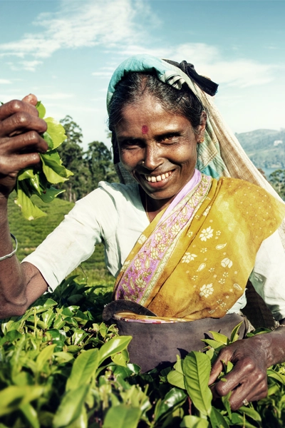 Sri Lanka en moto plantation thé mobile
