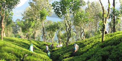 Sri Lanka en moto plantations de thé