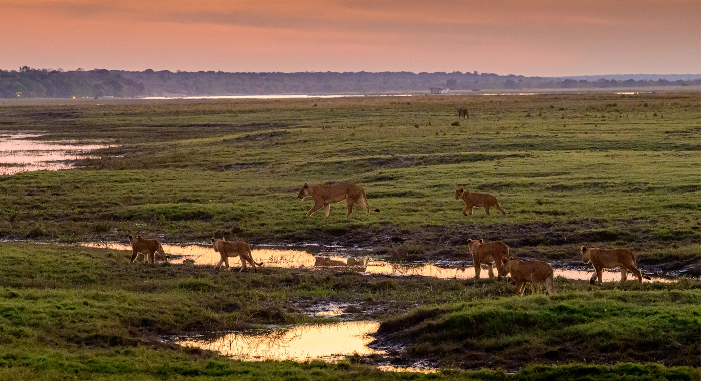 Parc National Chobe