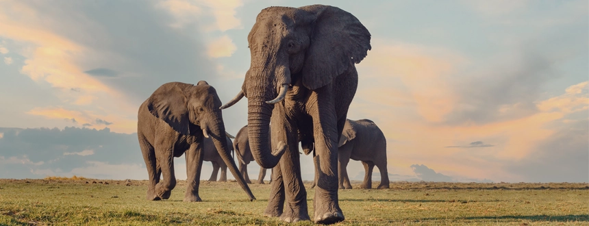 Parc National Chobe éléphants