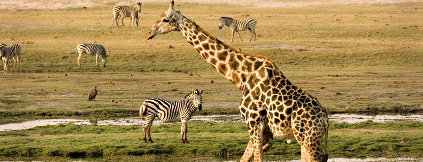 Parc National Chobe girafe