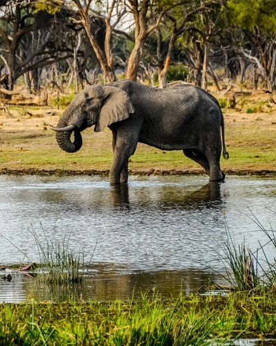Parc National Chobe éléphant