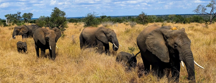 Safari Kruger éléphants