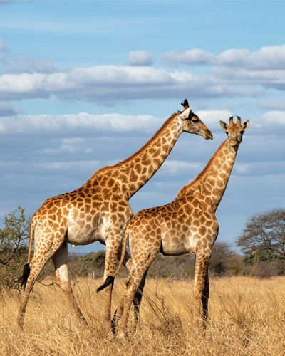 Safari Kruger girafes