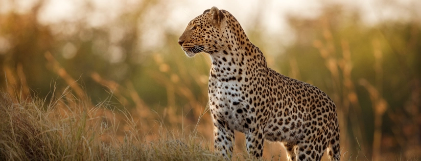 Safari Kruger léopard