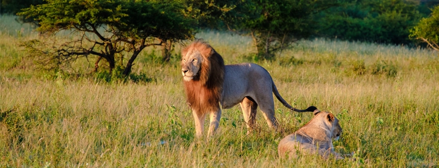 Safari Kruger lions