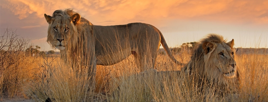 Safaris Botswana moments magiques Kalahari lions