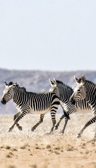 Safaris Botswana moments magiques zèbres