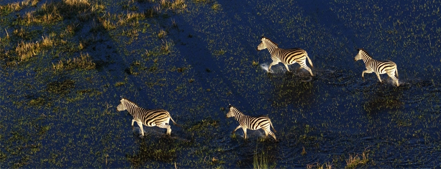 Safaris Botswana moments magiques okavango zèbres